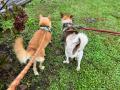 保護犬たちの笑顔が集まる『SAVE THE DOG 2026カレン