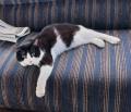 【静岡・焼津】“もう一度、猫と暮らしたい”を叶える。
