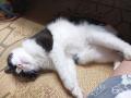 【静岡・焼津】“もう一度、猫と暮らしたい”を叶える。
