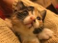 最大60%オフ！”猫チャリティーセール”が今年も開催！