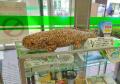 【京都水族館】オオサンショウウオの息継ぎを“8utf-8