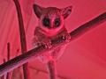 屋内型ふれあい動物園 「アニタッチ 東京ドームシティ