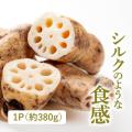 【残暑に負けない食卓を応援！全4つのキャンペーンを