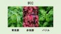 白鶴酒造は希少な神戸市産のボタニカルを使用したクラ