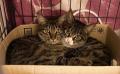 【米沢市ふるさと納税】飼い主のいない猫の不妊・去勢