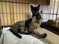 【米沢市ふるさと納税】飼い主のいない猫の不妊・去勢