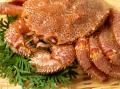北海道のオーガニックと天然の恵みを産地直送で！「道