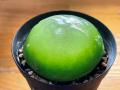 【国立科学博物館 筑波実験植物園】コレクション特別