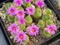【国立科学博物館 筑波実験植物園】コレクション特別