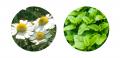 “隠れ老化”である慢性炎症の鎮静に植物でアプロutf-8
