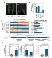 【横浜市立大学】鉄吸収を制御して植物の高温スutf-8