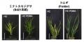 【横浜市立大学】鉄吸収を制御して植物の高温スutf-8