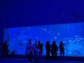 【三重・鳥羽旅館組合×ラッコと出会える夜の鳥羽水族