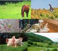 JAC環境動物保護財団 2025年度 1次募集 助成団体決定