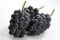 【秋のご褒美フルーツ】シャインマスカット・巨峰・ア