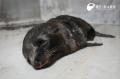 赤ちゃんオットセイ、すくすく成長中！ 今だけの愛ら