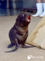 赤ちゃんオットセイ、すくすく成長中！ 今だけの愛ら