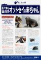 赤ちゃんオットセイ、すくすく成長中！ 今だけの愛ら