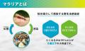 国立大学法人金沢大学マラリアで奪われる命をゼutf-8