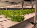 相鉄ホールディングスとエコデシックによる植物工場実