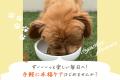 後悔のない選択を。小型犬専用・本気の関節サポートサ