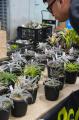 九州最大規模の植物イベントCollect Plants Vol.1、約
