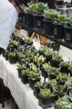 九州最大規模の植物イベントCollect Plants Vol.1、約