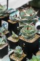 九州最大規模の植物イベントCollect Plants Vol.1、約