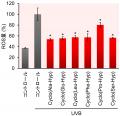 コラーゲン由来環状ジペプチド「cyclo(X-Hyp)」の高い