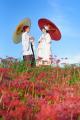 300万本の彼岸花が祝福。1年に1組限定「彼岸花のutf-8