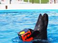 【沖縄美ら海水族館】秋空にきらめく『Autumn Show』