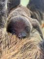 屋内型ふれあい動物園＆アミューズメント施設「アニタ