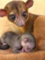 屋内型ふれあい動物園＆アミューズメント施設「アニタ