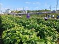 【JAF奈良】JAFデーin河合町　黒豆＆さつまいも収穫体