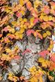 群馬県赤城山 紅葉の時期に「普段は入れない！赤utf-8