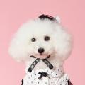 愛犬をもっとエレガントに　　愛しい大切な子に贈る特