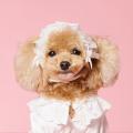 愛犬をもっとエレガントに　　愛しい大切な子に贈る特
