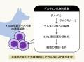 イヌの消化器型リンパ腫に対する新たな治療標的utf-8