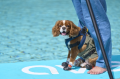 愛犬と泊まれるプライベート温泉付き宿泊エリア「Dear