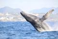 【MUFG】国内の動物園・水族館対象の「MUFG生物多様性