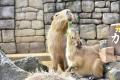 伊豆の冬の風物詩！伊豆シャボテン動物公園で「元祖カ