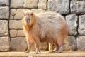 伊豆の冬の風物詩！伊豆シャボテン動物公園で「元祖カ