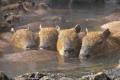 伊豆の冬の風物詩！伊豆シャボテン動物公園で「元祖カ