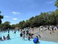 「羽毛ゲイトウ」見頃です（国営武蔵丘陵森林公園）