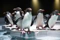 ぺンギンがつなぐ、都市型水族館と北海道の市町村　美