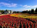 西日本最大級の花の楽園が秋色に染まる！「ゴールドハ