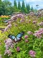 西日本最大級の花の楽園が秋色に染まる！「ゴールドハ