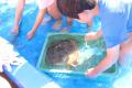 第24回よこすかさかな祭りの開催