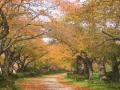 【JAF岩手】桜の名所は秋も魅力がいっぱい「みちのく