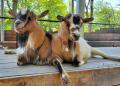 東北地方の動物園では初！盛岡市動物公園で免許不要で